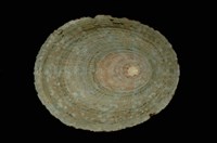 藏品(龜甲笠螺)的圖片